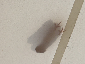 テントの上にハト