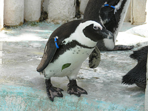 ケープペンギン