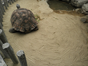 ガラパゴスゾウガメ