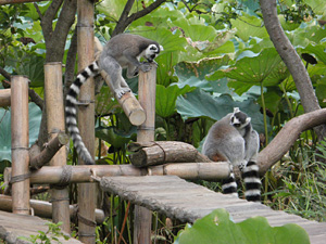 ワオキツネザル