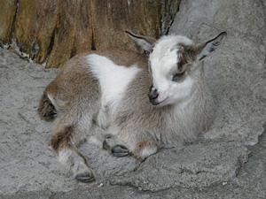 子ヤギ